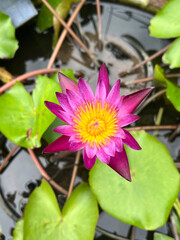 Sticker - The pink purple lotus flower in a flower pot is blooming.