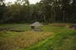© Yoseline - A small shelter hut for farmers to rest in the middle of a rice paddy field, surrounded by coconut trees and tropical vegetation