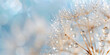 © Dewi - Dandelion flowers with dew droplets