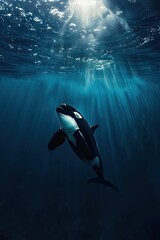 Canvas Print - Orca Swimming Upwards Towards Sunlight in Deep Blue Water