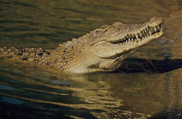 saltwater crocodile