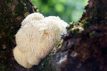 Lion's Mane mushroom growing on a tree in a lush, green forest.