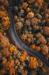 Poster - Winding Road Through Autumn Colored Forest