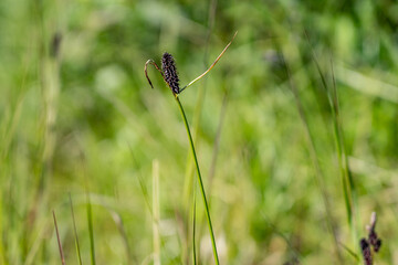 Wall Mural - Carex saxatilis is a species of sedge known by the common names rock sedge and russet sedge. Savage River canyon, Denali National Park & Preserve, Alaska 