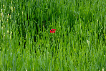 Red petals on green grass