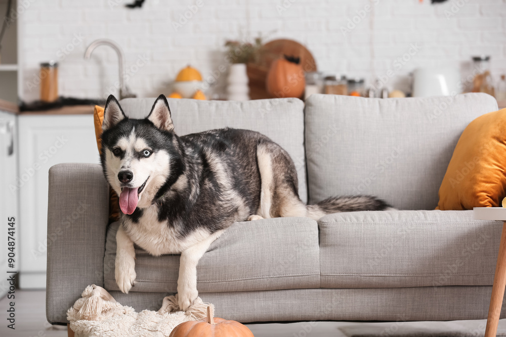 Cute husky dog with Halloween decorations lying on sofa at home