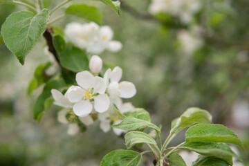 Blooming Apple tree branches with white flowers close-up.