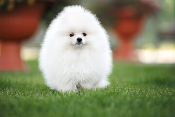  cute white pomeranian spitz puppy walking on grass in summer