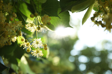 Poster - Beautiful linden tree with blossoms and green leaves outdoors, space for text