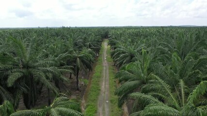 Wall Mural - Aerial view of palm oil plantation At Labuk Sandakan Sabah, Borneo. Aerial view