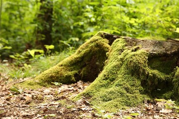 Wall Mural - Tree stump with green moss and plants in forest