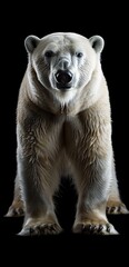 Wall Mural - Polar bear (Ursus maritimus) isolated on black background