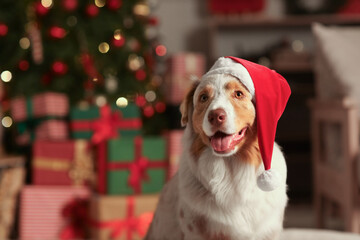 Canvas Print - Cute Australian Shepherd dog in Santa hat at home on Christmas eve, closeup