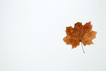 Wall Mural - Golden orange autumn leaves of maple tree on white background. Top view. Copy space