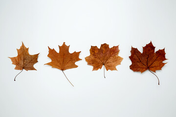 Wall Mural - Golden orange autumn leaves of maple tree on white background. Top view