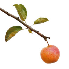 Poster - Single apple hanging from a branch showing the change in season from summer to autumn