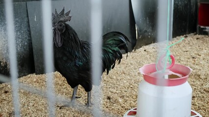 Wall Mural - Completely black rooster flaps its wings in a chicken coop. A henhouse farm. Ayam cemani rare breed close up. Livestock and farming. High quality 4K footage. Slow motion