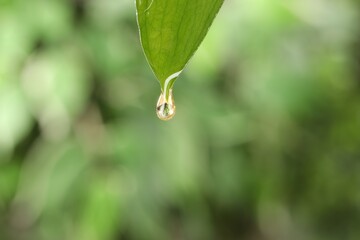 Wall Mural - Essential oil dripping from fresh leaf against blurred green background, closeup