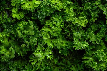 Green Moss. Macro Closeup of Grooved Moss with Dew Drops in Natural Flora Background