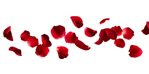 Wall Mural - rose petals flying in the air, red color, vector illustration, white background