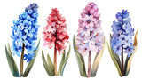 Watercolor hyacinth set, hand painted floral illustration, beautiful flowers isolated on a white background