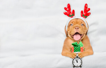 Poster - Cute Mastiff puppy dressed like santa claus reindeer lying under white blanket at home holds gift box and alarm clock. Top down view. Empty space for text