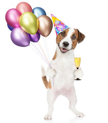 Poster - Happy jack russell terrier puppy wearing party cap holds balloons and glass of champagne. isolated on white background