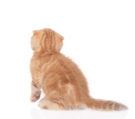 Poster - Tiny ginger tabby kitten sits in back view and looks up on empty space. isolated on white background