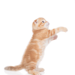 Poster - Playful tabby ginger kitten standing on hind legs and looking away and up on empty space. isolated on white background