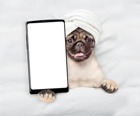 Fototapete - Pug puppy with towel on it head relaxing on the bed at home and showing big smartphone with white blank screen in it paw. Top down view