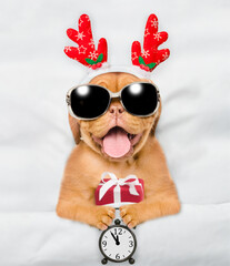 Poster - Funny Mastiff puppy dressed like santa claus reindeer Rudolf lying under white blanket at home holds gift box and shows alarm clock. Top down view