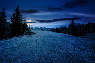 Wall Mural - scenery with coniferous forest on a grassy slope at night. mysterious mountain landscape in full moo