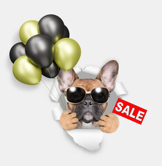 Poster - Cool French Bulldog wearing sunglasses looks through the hole in white paper, holding balloons and showing signboard with labeled 