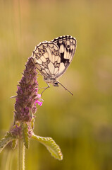 Wall Mural - Motyl Polowiec szachownica na jasnym tle.	