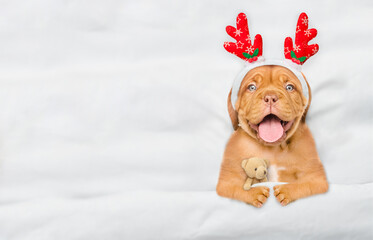 Fototapete - Cute Mastiff puppy dressed like santa claus reindeer Rudolf lying under white blanket at home and hugs toy bear. Top down view. Empty space for text