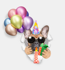 Poster - Funny french bulldog puppy wearing party cap blows in party horn and looks through a hole in white paper, holds balloons and gift box in it paw