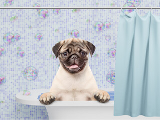 Poster - happy pug puppy takes the bath at home
