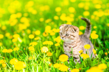Aufkleber - Cute tiny tabby kitten walks on dandelion lawn