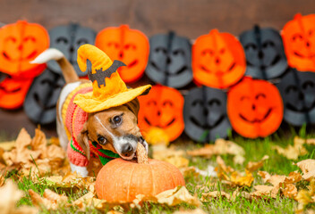 Aufkleber - Cute Jack russell terrier puppy wearing witch halloween hat  gnaws pumpkin on autumn grass with dry leaves