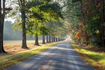 Wall Mural - a road lined with trees in the middle of a field