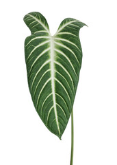 Sticker - Tropical Alocasia leaf design element