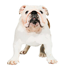 Sticker - Bulldog png sticker, watercolor illustration, transparent background