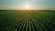 © DY KIM - Endless Corn: Aerial View of American Cornfield