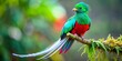 © Wanlop - Vibrant feathers of a Resplendent Quetzal bird shine against a clean isolated background, showcasing emerald greens, crimson reds, and iridescent blues in stunning detail.