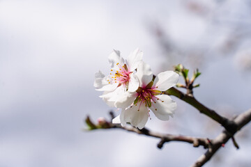 Two delicate white blossom flowers on the branch of wild almond tree in sunny day, flowers blooming on blurry background,early spring in april garden