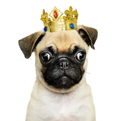 Poster - Royal puppy png sticker, pug pet on transparent background