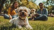 © Xingguo - The owner is happily playing with the dog and cat in the park. The owner is looking at the relevant information about pet insurance. The warm scene highlights the concept of pet insurance.