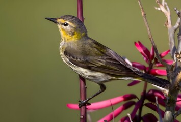 robin on a branch