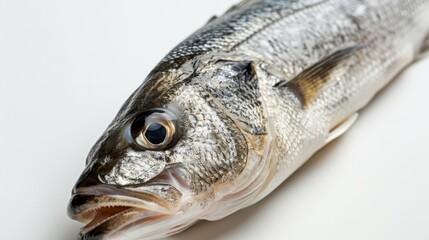 Close-up of a raw fish head on a white background. Seafood and culinary ingredient concept.