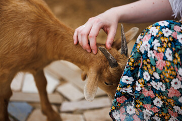 Sticker - A gentle touch shared between a person and a young goat in rustic surroundings.